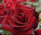  Realistic Red Roses